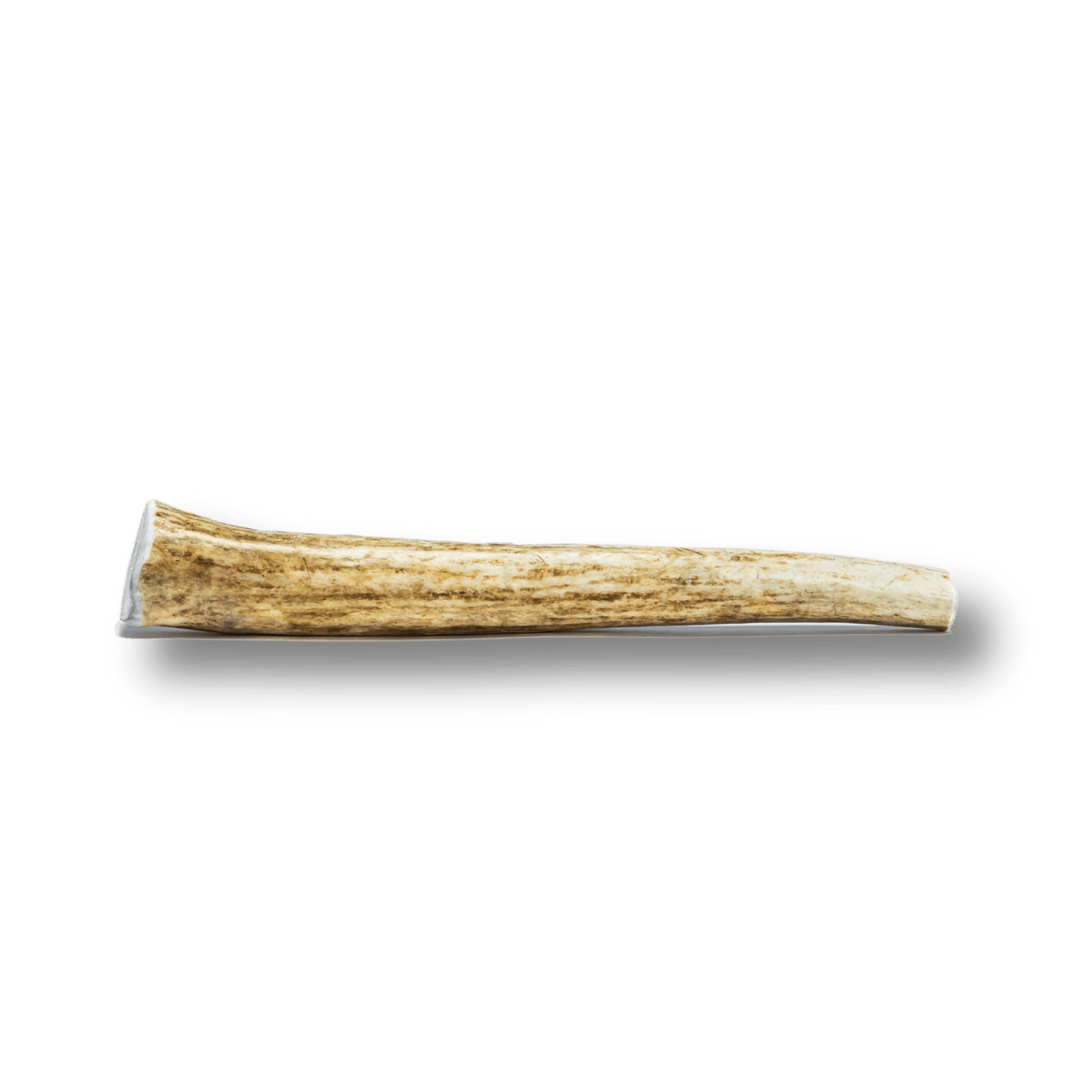 Whole Elk Antler