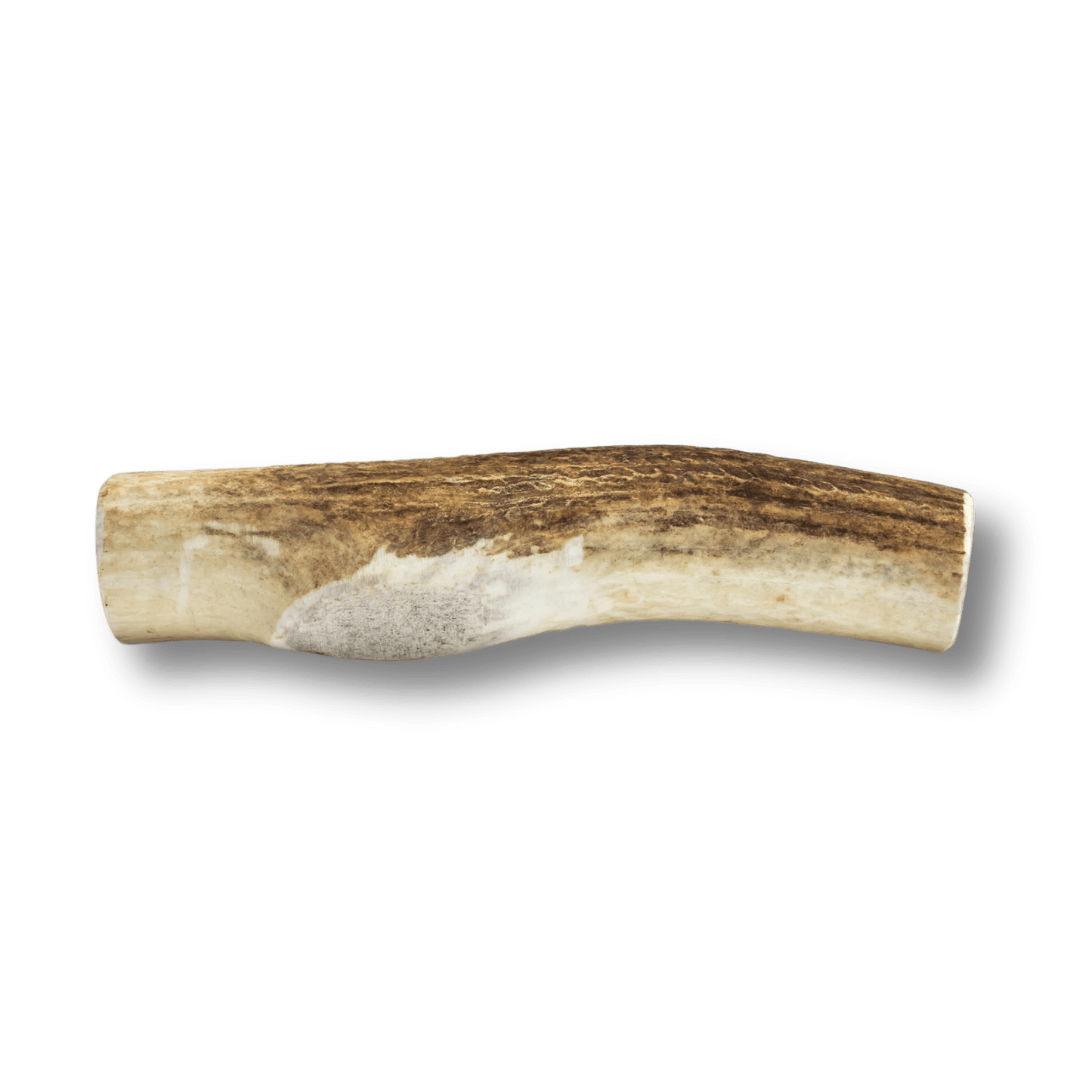 Whole Elk Antler