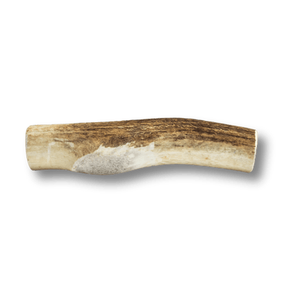 Whole Elk Antler