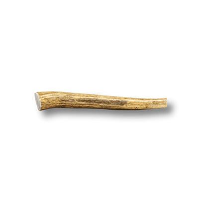 Whole Elk Antler